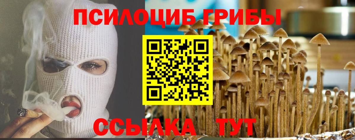 Псилоцибиновые грибы Psilocybe Новодвинск
